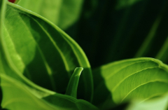 Hosta Great Expectations