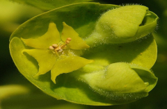 Euphorbia