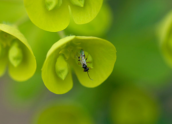 Euphorbia