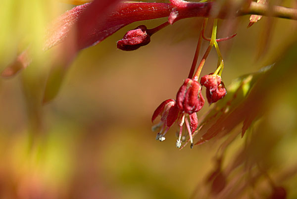 Blüte jap. Ahorn