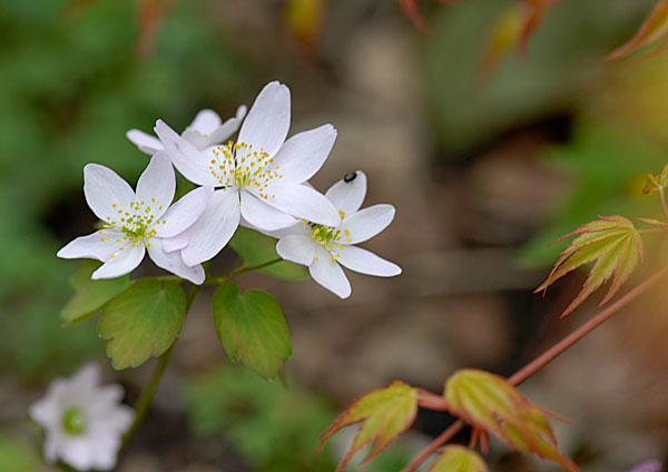 Anemonella thalictroides 2007