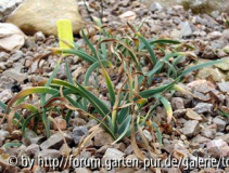 iris paradoxa.jpg
