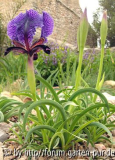 Iris paradoxa spp_ p,.jpg