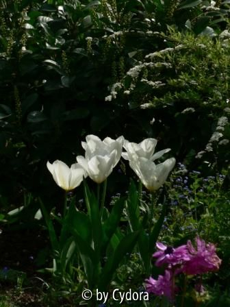 Tulpe Purissima 3