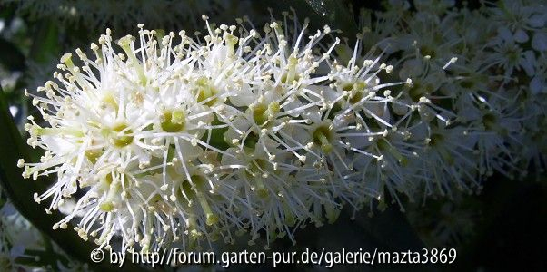 Kirschlorbeer Blüte
