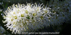 Kirschlorbeer Blüte