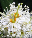 kirschlorbeer Blüte