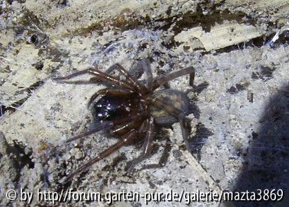Spinne