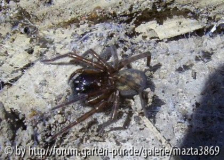 Spinne