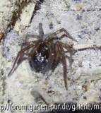 Spinne