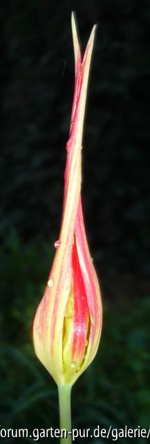 Tulipa acuminata