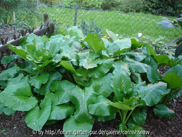 Cardiocrinum giganteum - 15.04. - I