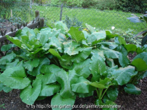 Cardiocrinum giganteum - 15.04. - I