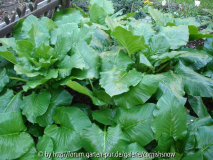 Cardiocrinum giganteum - 15.04. - II