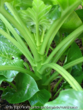 Cardiocrinum giganteum - 15.04. - III