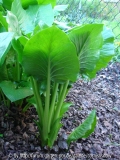 Cardiocrinum giganteum - 15.04. - IV