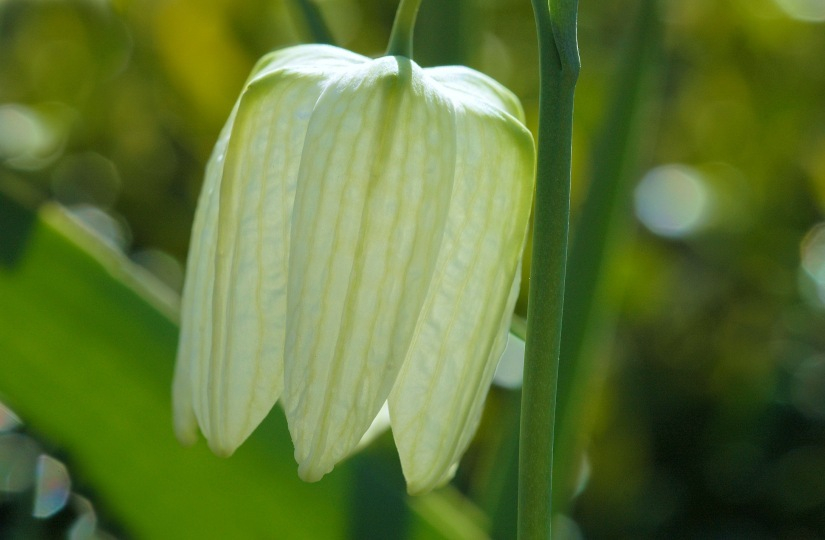 Fritillaria Meleagris 2