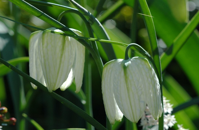 Fritillaria Meleagris 3