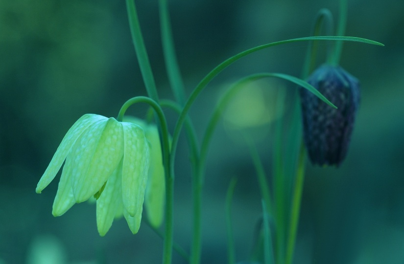 Fritillaria Meleagris 4