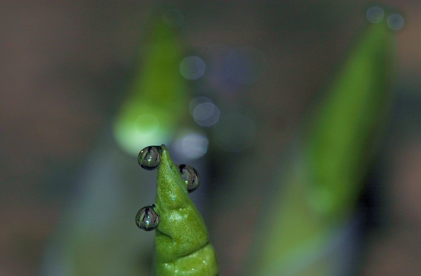 Hosta Tropfen 1