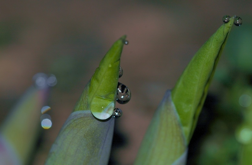 Hosta Tropfen 3