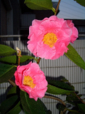 Mouchang2.jpg