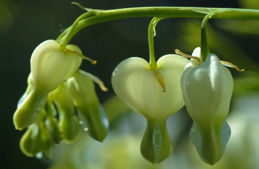 Dicentra 1