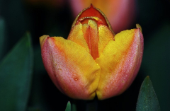 Tulipa 1