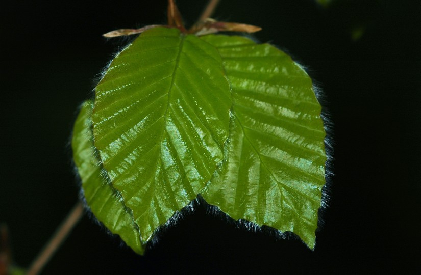 Blatt 2