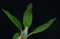 Blatt 3