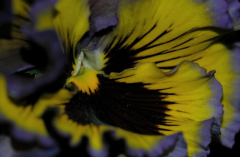 Viola