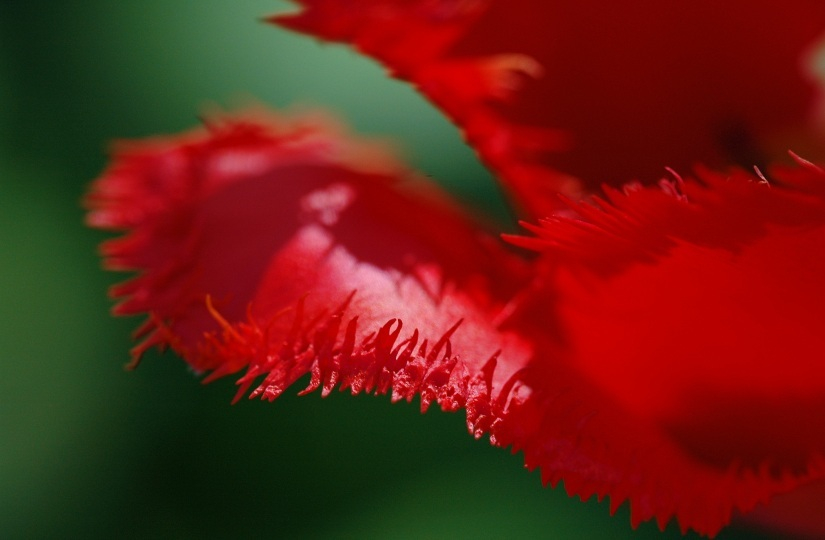 Tulipa Fransy