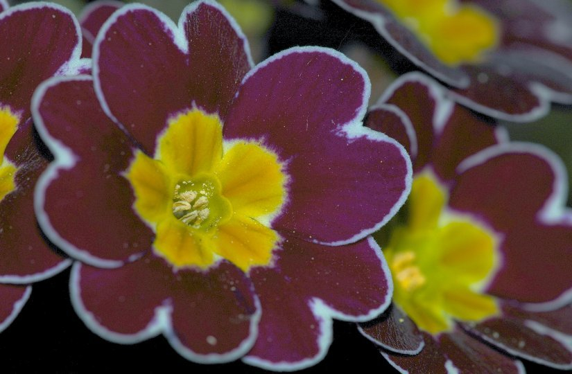 Primula 1