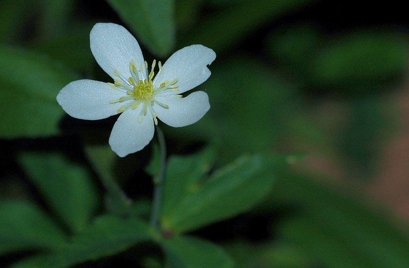 Ranunculae 1