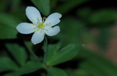 Ranunculae 1
