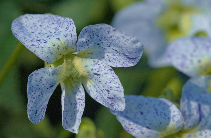 Viola Freckles