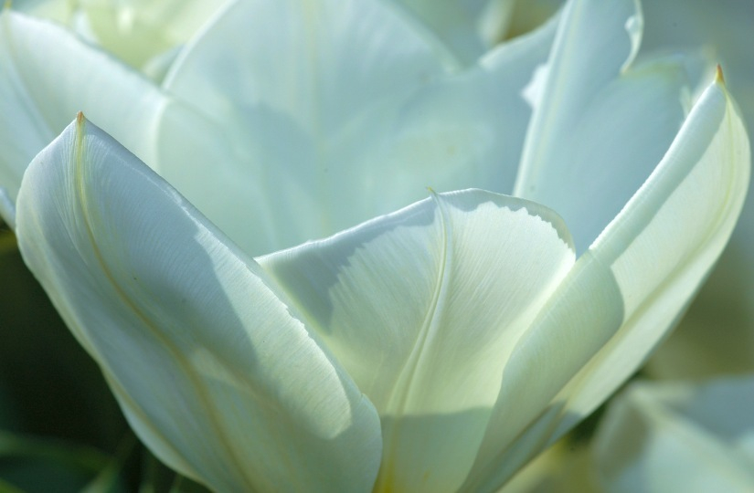 Tulipa Purissima