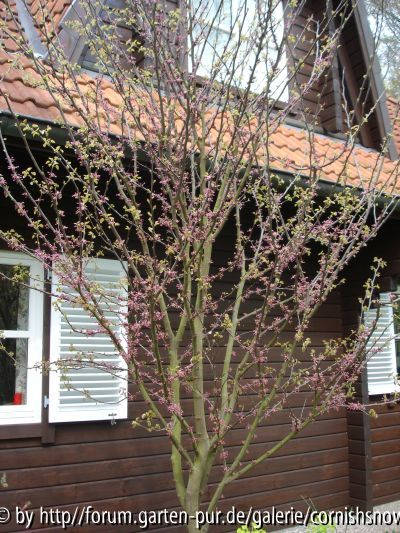 Cercis siliquastrum 2007