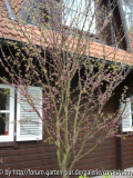 Cercis siliquastrum 2007