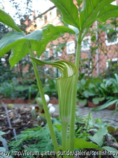 Arisaema robustum