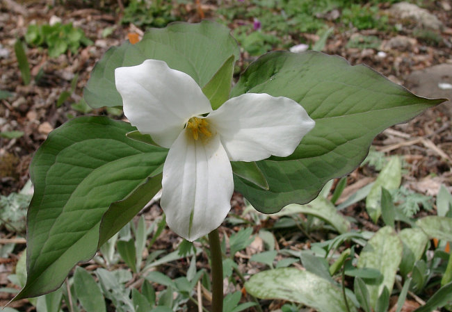 Trillium grandiflorum