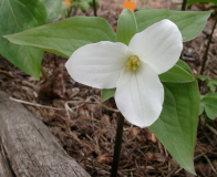 Trillium grandiflorum