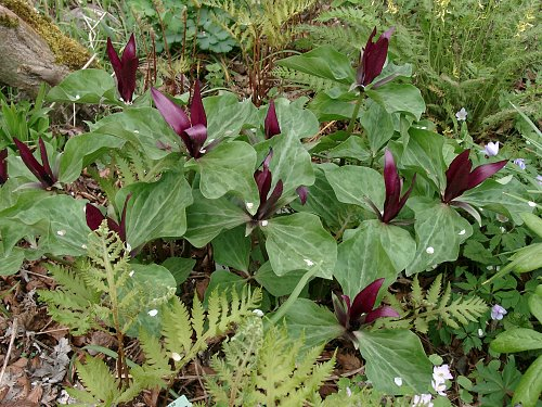 Trillium chloropetalum