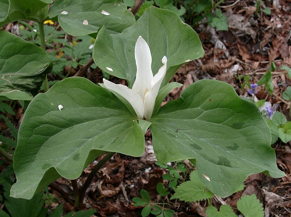 Trillium albidum