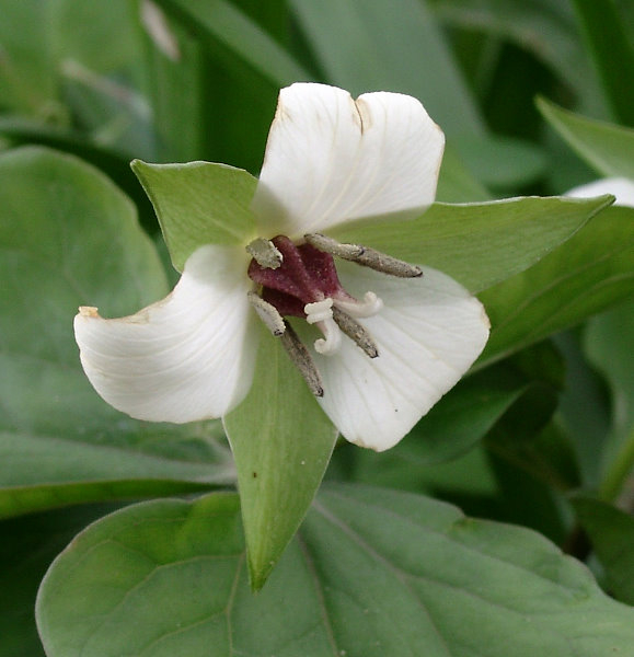 Trillium erectum 'Album'