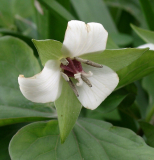 Trillium erectum 'Album'