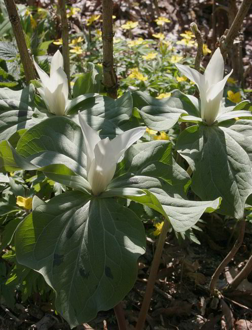 Trillium albidum - 2007
