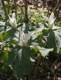 Trillium albidum - 2007
