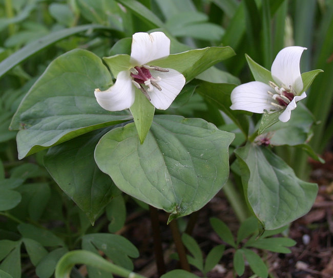 Trillium erectum 'Album'