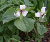 Trillium erectum 'Album'